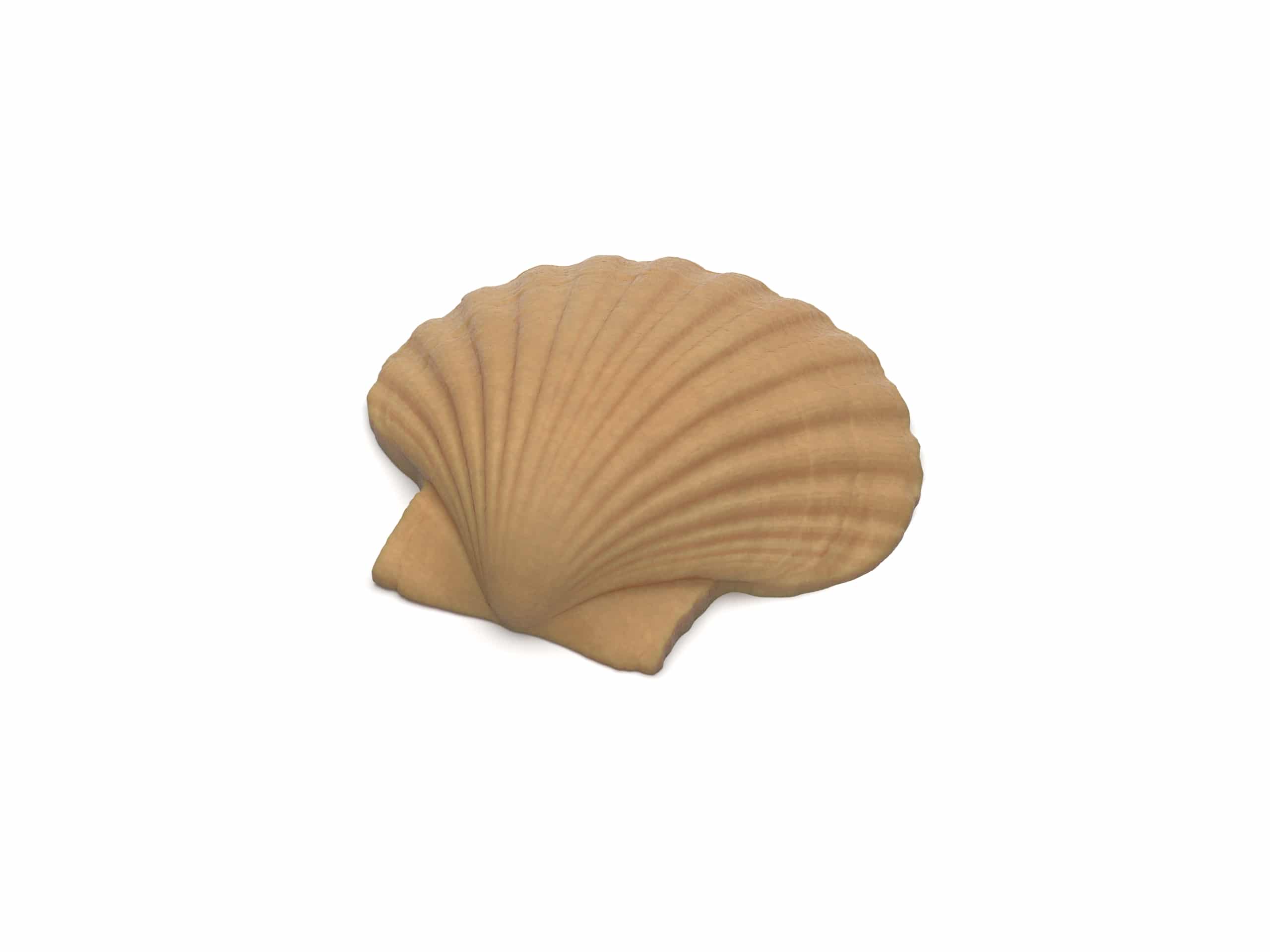 Madeleine pétoncle Mold