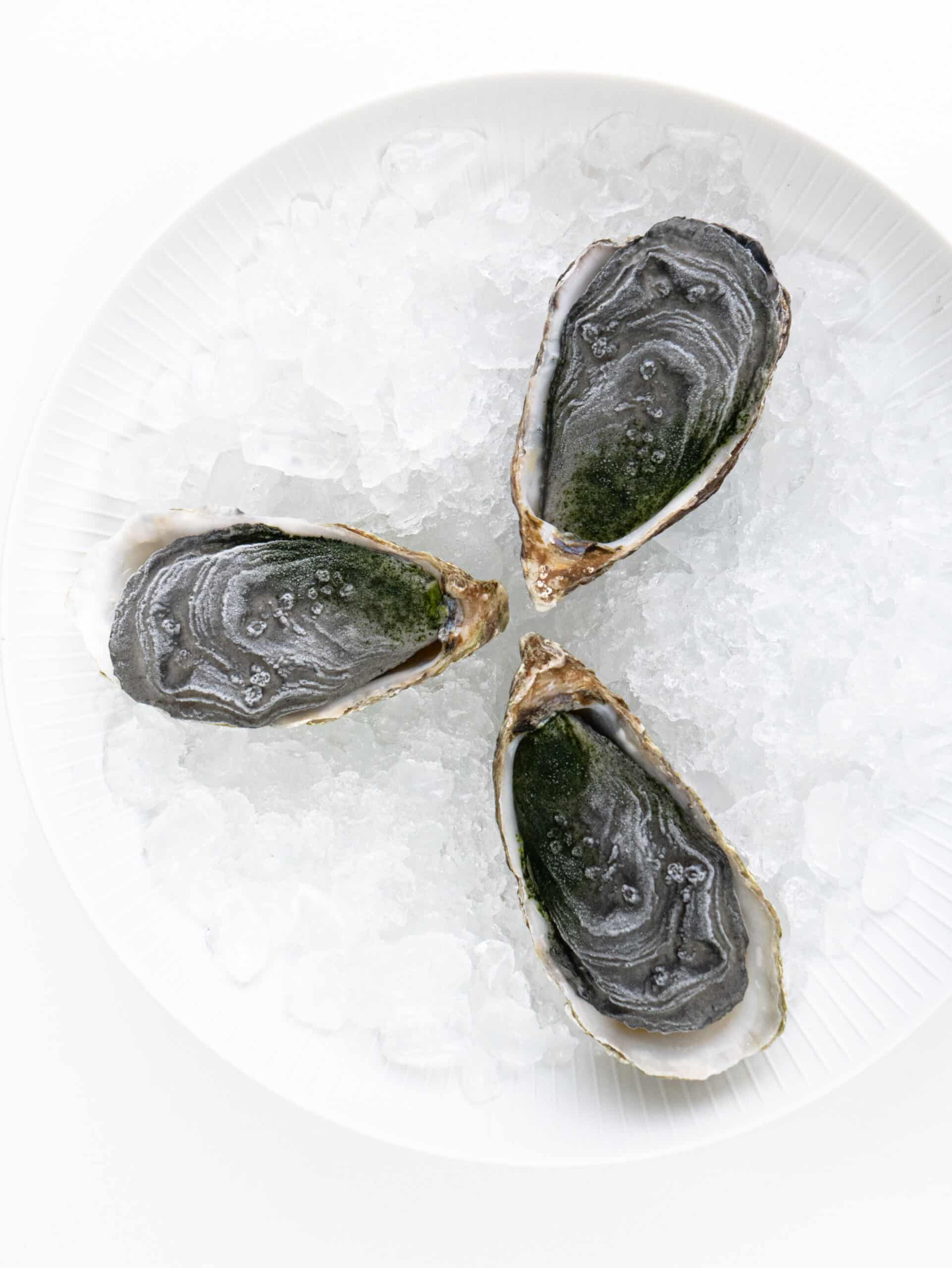 Oyster Lid Mold