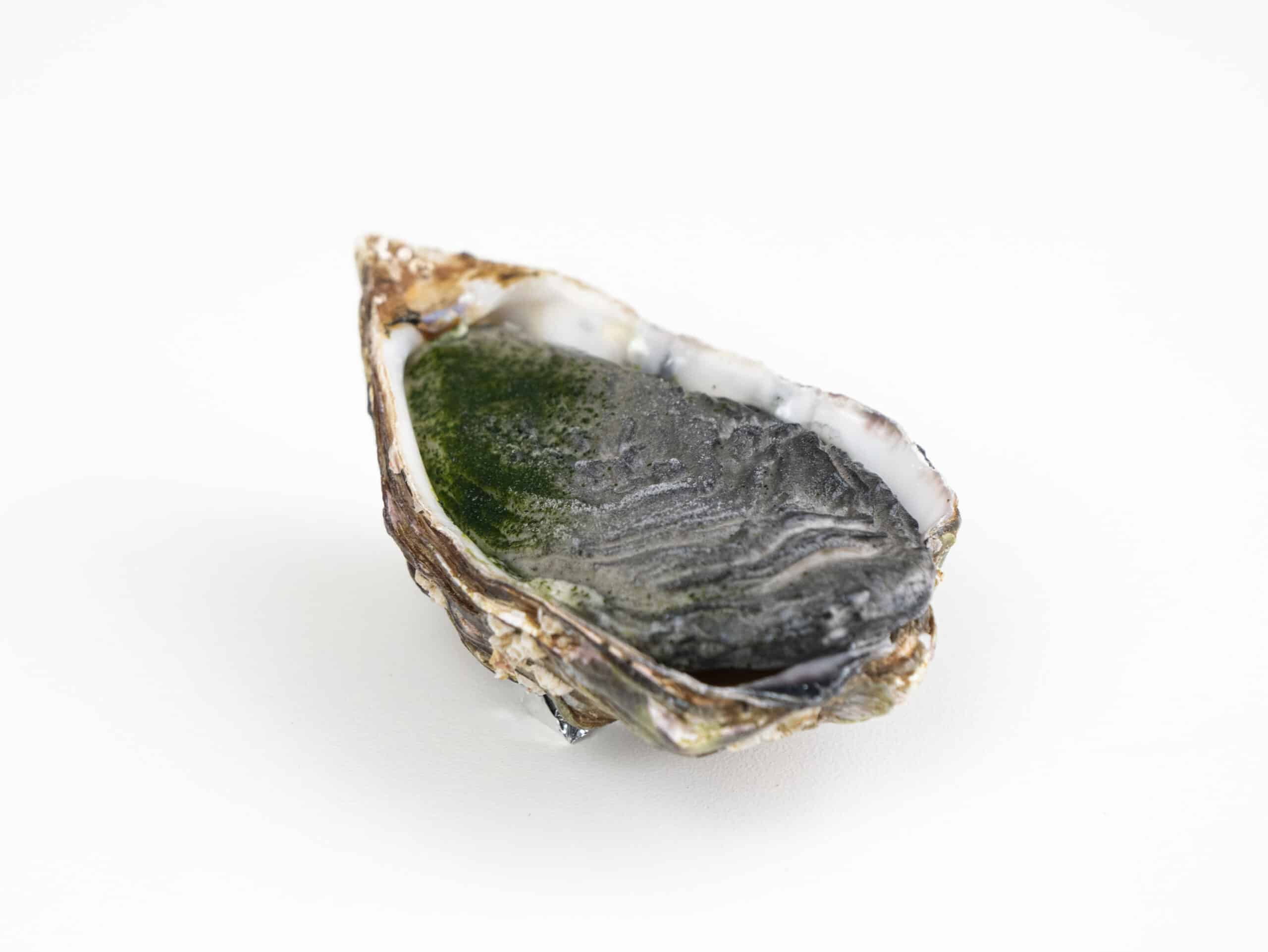 Oyster Lid Mold
