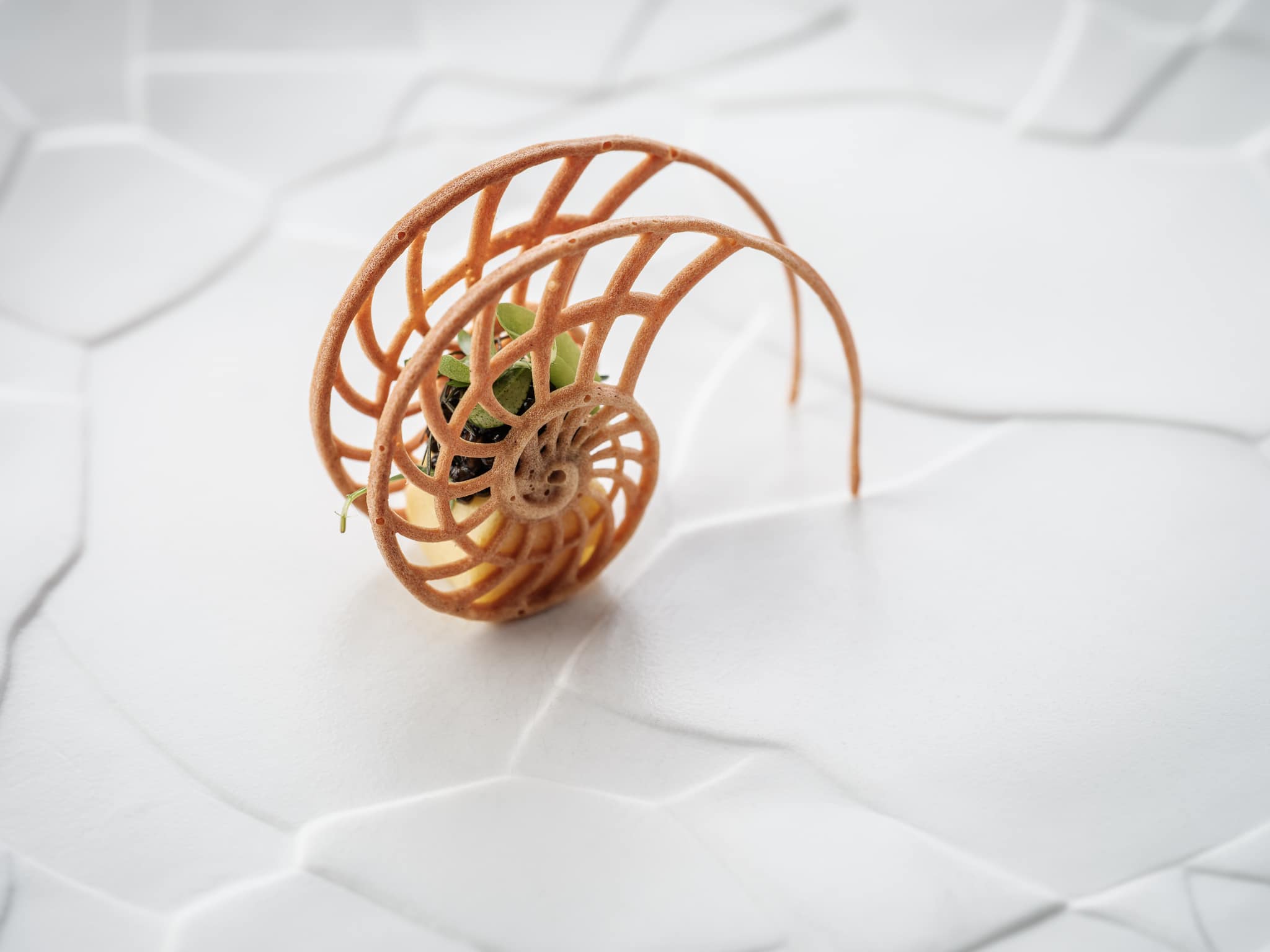 Nautilus Tuille Mold